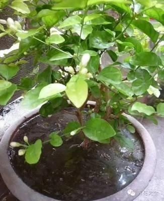  『虚弱』茉莉花“虚弱”的3个阶段！不能晒！越晒越傻