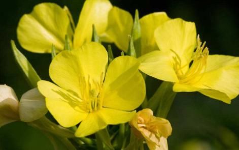  『花园』养花就养清新脱俗的，好养易爆盆，四季花开不停，阳台变温馨花园