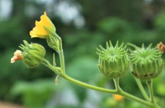  「常见」农村最常见的野草，浑身都是“宝贝”，在市场上竟卖到