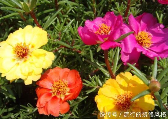  「就要」新手养护花卉，就要养护漂亮、艳丽的花卉，适合在家中养护，优雅