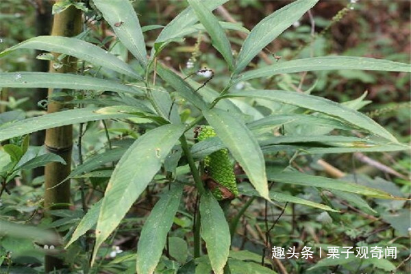 「植物」植物也会发热?来看看吧