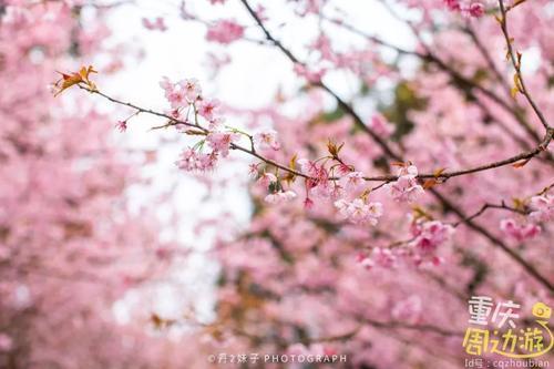 花开成海！再过一周重庆将美翻全国，14处美景玩转这个春天！