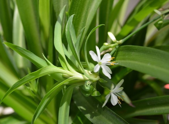  [家里]家里阳台种这些花卉，丢在阳台花开成瀑布，花香沁人心脾，超美