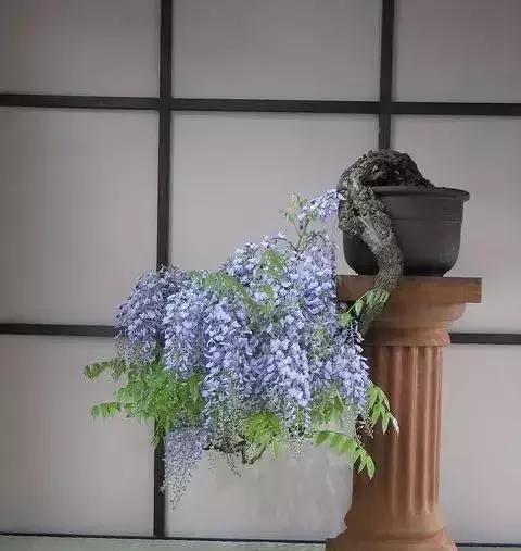 一组悬崖盆景佳作欣赏 可上九天揽月 可下五洋捉鳖