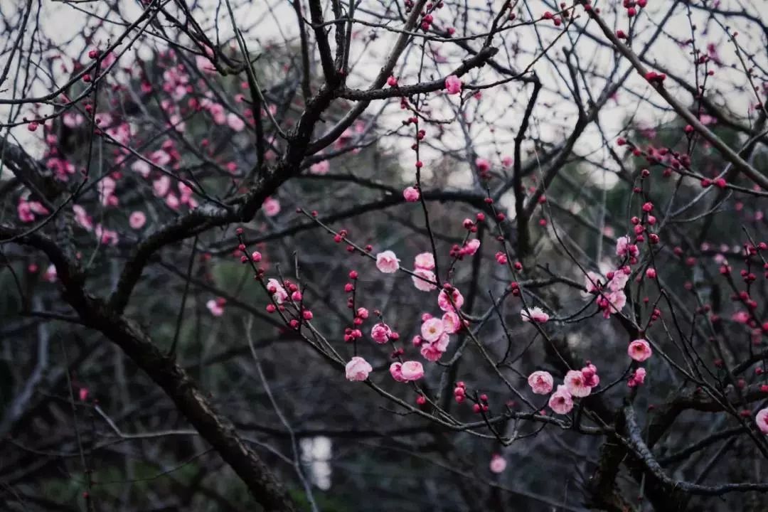 风景 | 壁纸福利！一大波梅花美图等你接收，周末去看正好！