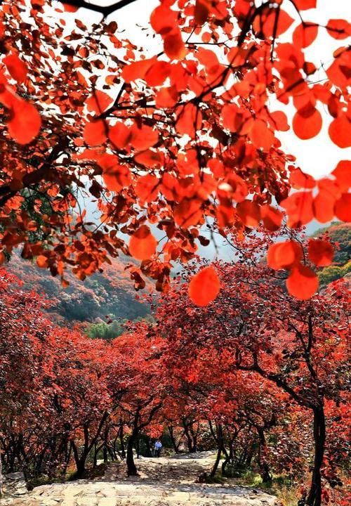 这个秋天，就想和你一起去石门坊赏红叶