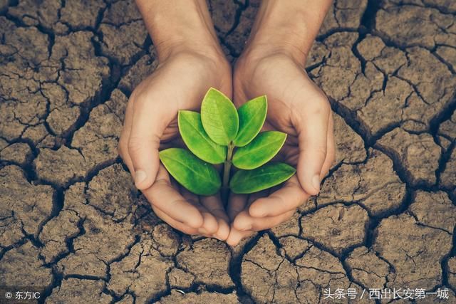 能够阻挡风沙，拯救黄土高原与戈壁滩的梭梭树到底是何方神圣