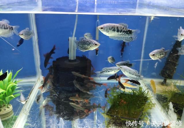  「养鱼老道」观赏鱼病了就要隔离，因此必须下药，我们把隔离的目的搞错了吧？