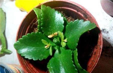 『很快』这花很好养,叶片枝条沾土生根,1盆很快变10盆,一开就是大半年