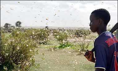  「我国」蝗灾已经到了印巴会不会蔓延到我国解决蝗灾有什么好办