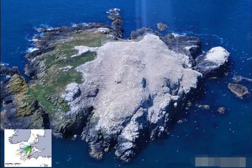 被鸟类霸占的岛屿，数量达到了7亿，每年都需整理2万吨鸟粪！