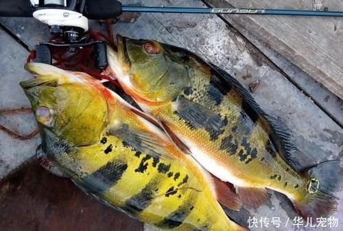  拼命■以美丽凶悍著称的孔雀鲈，遇见鱼饵拼命追，想钓点别的鱼都困难