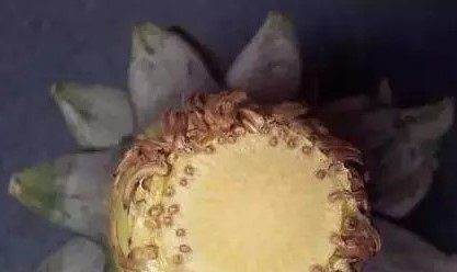  #盆栽#吃完的菠萝顶花别扔，简单4步种出一盆漂亮的小盆栽，还会结果！