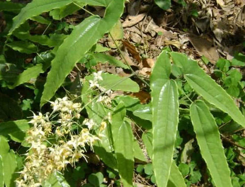 深山一种野草，却不知有神奇功效，牛羊吃了会发情，如今价值珍贵