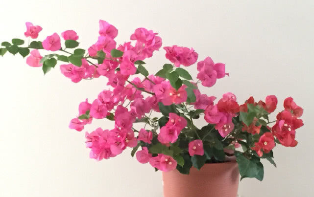  [天气]夏天养花选这种，天气越热，花开越美，花期达半年，阳台变花园