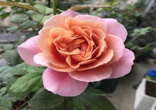  #花形#家养此款木本花卉，花形别致，开花一簇一簇，阳台呼呼爆成百花园