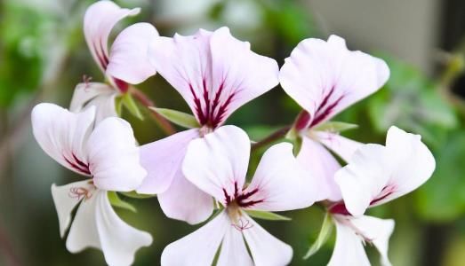 『夏季』阳台养上4种花,一年四季开花300多天,花大色艳,花开绚丽繁盛