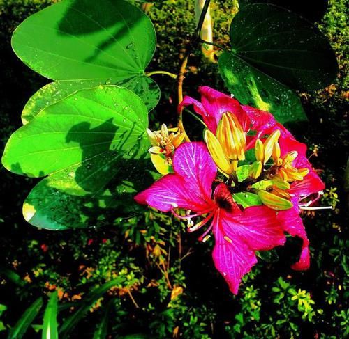  『观赏树木』红花羊蹄甲是美丽的观赏树木，花大，紫红色，花香