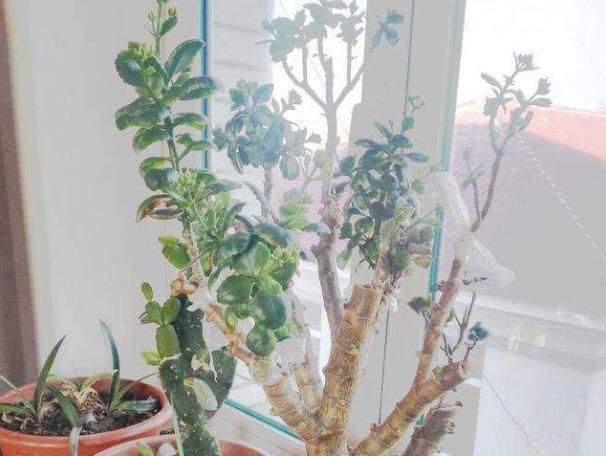 撸光|长寿花老桩怎么养狠下心,撸光“叶子”晒一晒,轻松就能完成