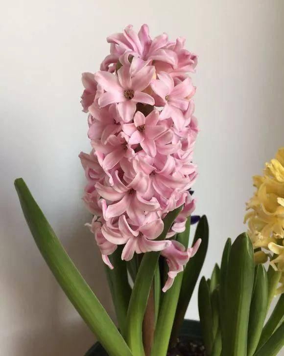  「植株开花之后」这几种花是优雅的代名词，养一盆家里全是优雅气息