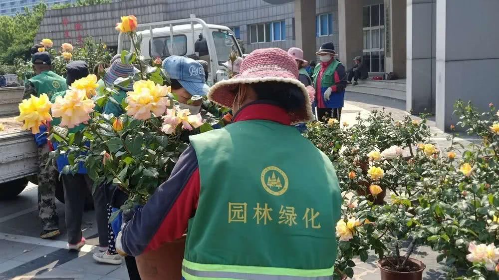  『安阳市』【月季花展】五一小长假去哪儿？去安阳市易园赏月季啦！