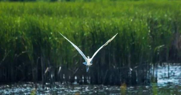 『湖泊』中国一片藏在沙漠的湖泊,有上千个湖面,现今是知名旅游景点
