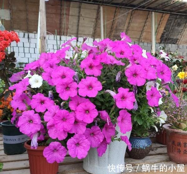  磷元素含量高@4种常年开花的植物，阳台随便养一种，四季有花赏，阳台变花园