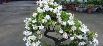  「持土壤的酸性」10天给栀子花滴“3滴它”，新芽多，叶子绿，还多开花