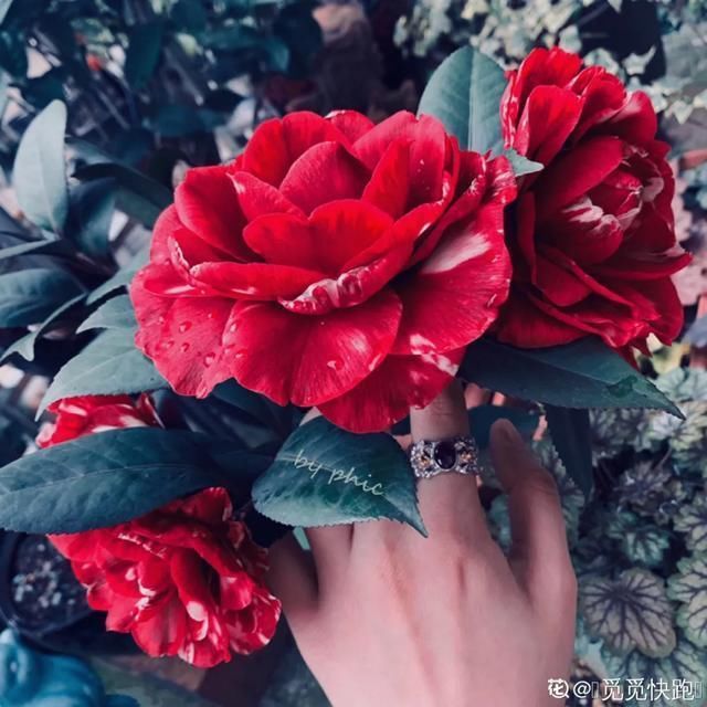  开出漂亮■阳春三月，出门踏青，原来有这么多漂亮花！