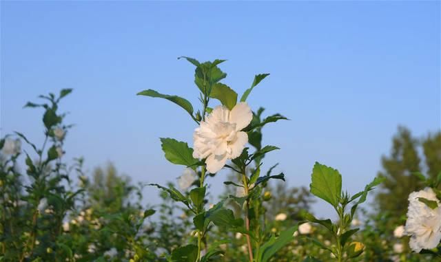  飞哥：农村有种植物，被称为“无穷花”，花是中药材，晒干值35元一斤