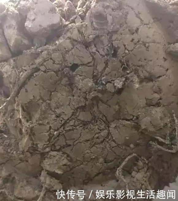 花友@老花匠:3种土别乱用,不然花草难养,总烂根黄叶!