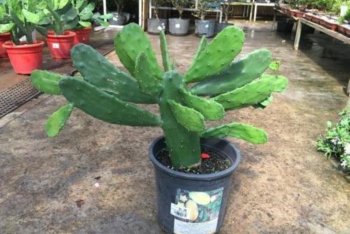 5种你难以拒绝的花草，好养还能净化室内空气，懒人都适合养