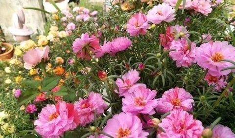 「花苞」太阳花只长叶不开花?没了“大太阳”,怎么能叫“太阳花”