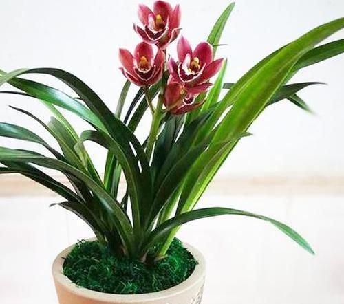  【芳香】性价比很高的兰花，花色鲜艳，芳香扑鼻，出架漂亮，几块钱一盆