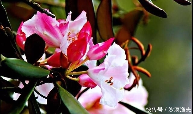  绚丽多彩■猴头杜鹃花～枝繁叶茂，绚丽多彩
