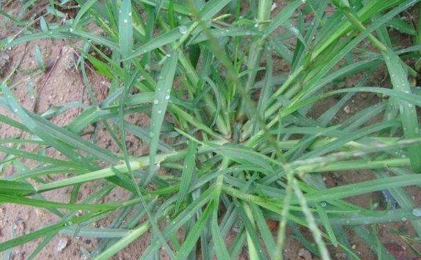  牛筋草|农村一“野草”，长得快惹人烦，农民见到就烦，穷人的“