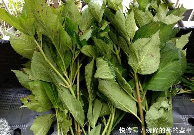 『执着的花盲』养花技巧:这5种花现在扦插,下个月就开花,千万别错过时机!