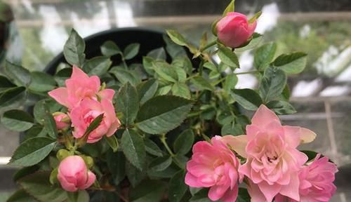 [试试]喜欢玫瑰，不如试试“精品花卉”繁星天，花开淡雅秀丽，盆栽佳品