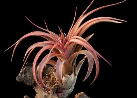  「轻松」新手学养花，就选这几朵小花，好打理爱开花，晾在阳台轻松变花海