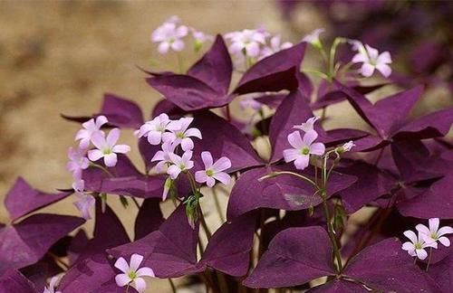  「紫色酢酱草」紫色酢浆草怎么养才能使叶子更多？花匠教你这么做，效果非常好