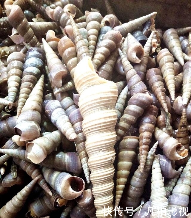 农民夫妻锤头砸出人民币 不稀要的海锥卖成稀缺货