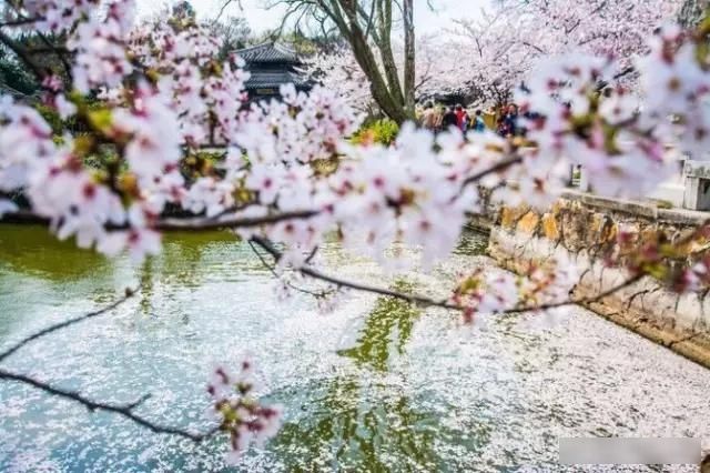  「樱花」中国这些花开成海的地方，美极了