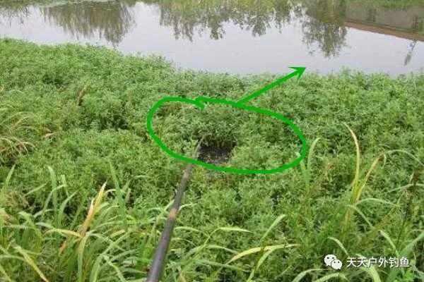  【选择】朝天钩钓草洞的技术要点，晚春野钓大鲫鱼，还是这种钓法最给力！