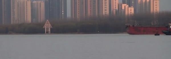 『长江』钓鱼成最大威胁罕见江猪成群现身,市民担忧:附近钓鱼的太多!