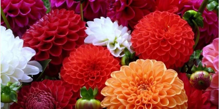  「郁郁葱葱」养殖富贵菊，掌握几个小窍门，富贵菊一年郁郁葱葱