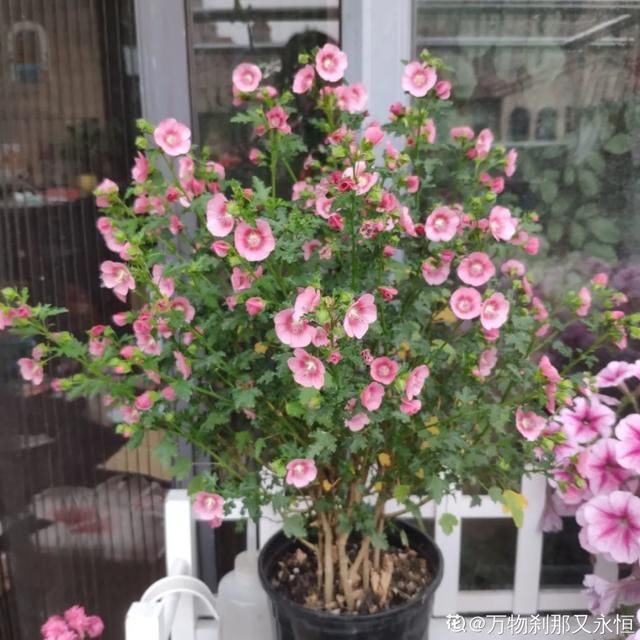 开出漂亮■阳春三月,出门踏青,原来有这么多漂亮花!