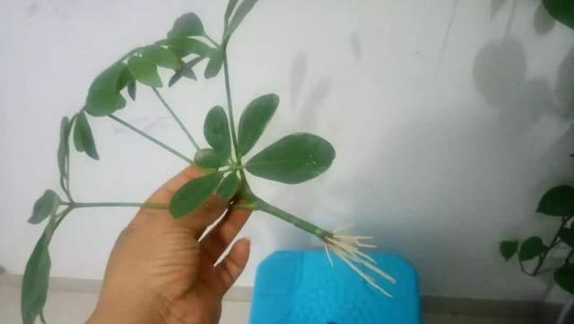  就可以将：成活率最高的3大超简单“扦插术”，赶紧学起来！繁育更多种苗！