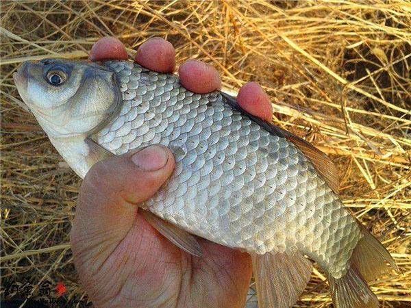 浮漂:飞铅钓法中,如何调浮漂呢?