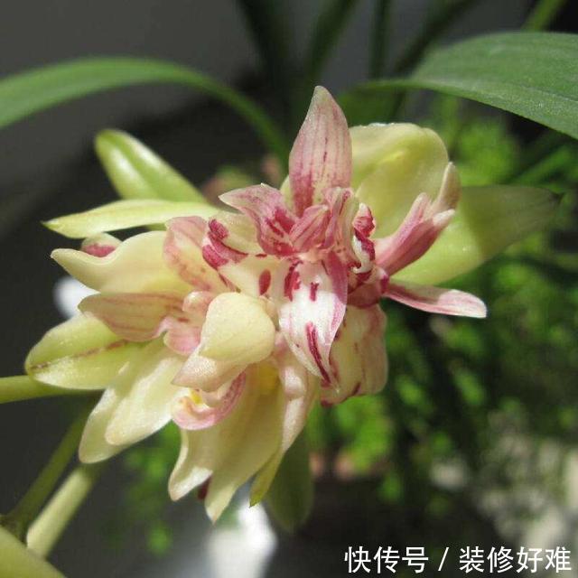 新手养兰必选兰花品种，花瓣层层叠叠，花香浓郁，观赏价值很高