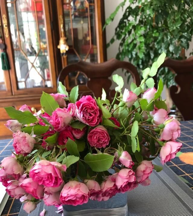  『丰花性好』狼家自育的表现到底如何，戳进来看看花友们的大实话